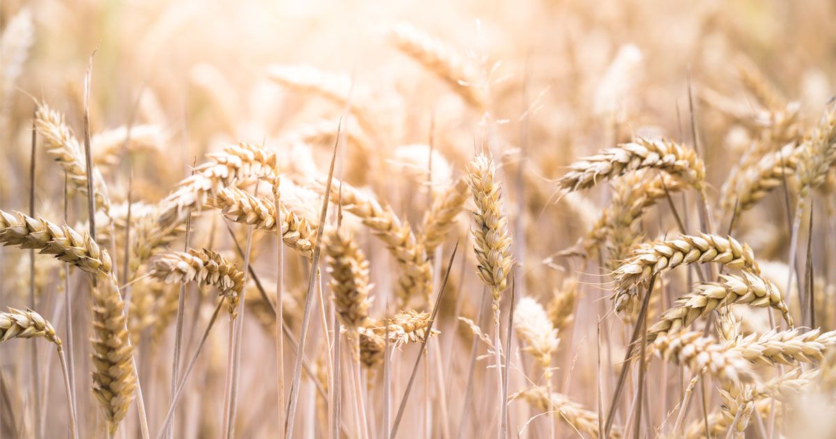 ¿Intolerancias alimentarias? Si sufres alguna, avísanos, te sabremos asesorar