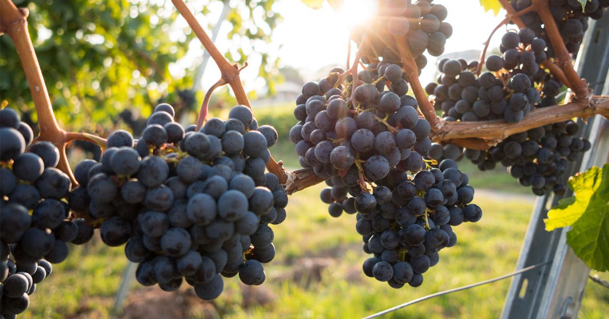 El vermut, una bebida hecha con el fruto de la uva